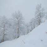 Steamboat Ski Resort Snowy Trees