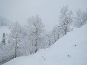 Steamboat Ski Resort Snowy Trees