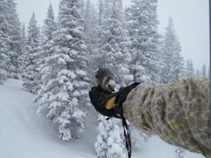 Steamboat Ski Resort Bird Feeding