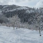 Steamboat Ski Resort Trees
