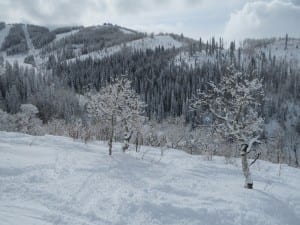 Steamboat Ski Resort Trees