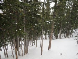 Breckenridge Ski Resort Trees