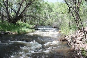 Bear Creek Lakewood CO