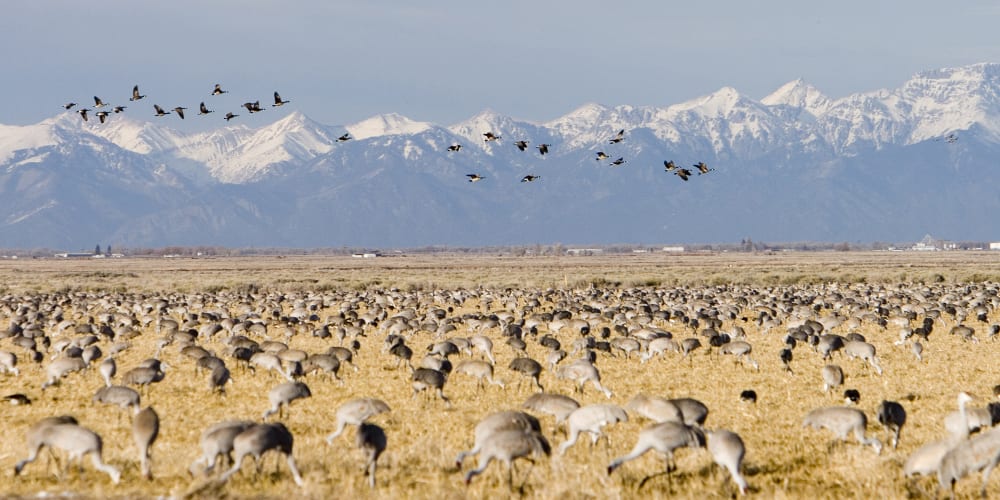 Monte Vista Crane Festival