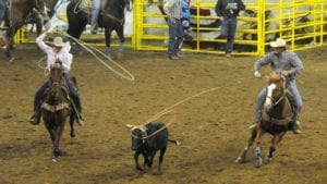 National Western Stock Show - Denver, CO | 2025 January Rodeo Event