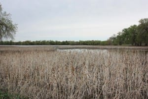 Prewitt Reservoir Wetlands