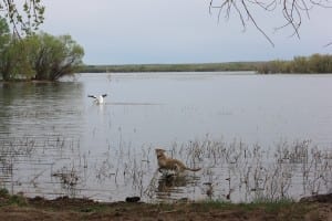 Prewitt Reservoir Waterfowl