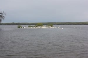 Prewitt Reservoir Waterfowl Flock