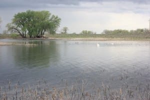 Prewitt Reservoir Waterfowl