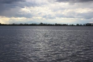 Barr Lake CO Waterfowl