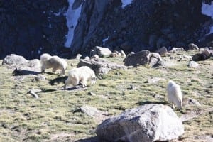 Mount Evans Byway