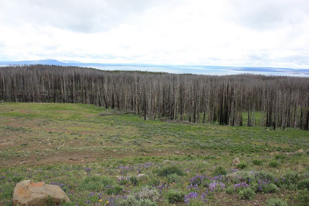 Yellowstone Lake Burned Forest