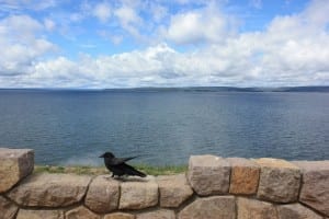 Yellowstone Lake Crow