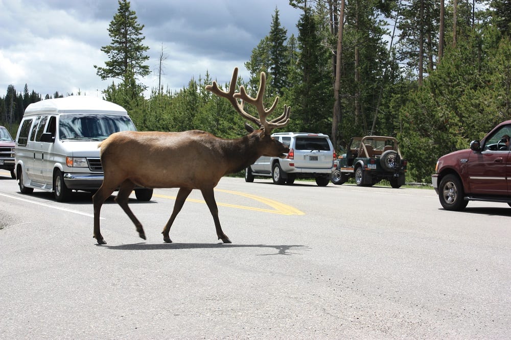 Yellowstone National Park Elk