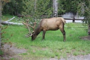 Yellowstone National Park Elk