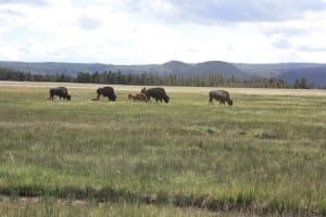 Yellowstone National Park Bison Herd