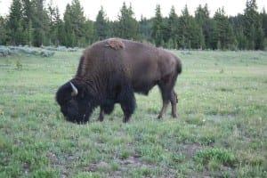 Yellowstone National Park Bison