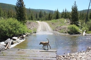 Grand Teton National Forest