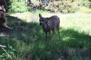 Grand Teton National Park Deer