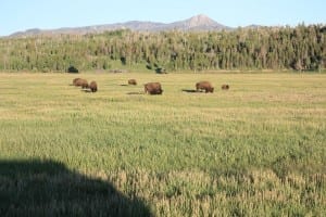 Grand Teton National Park Bison