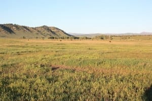 Grand Teton National Park Plains Bison