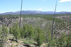 Yellowstone National Park Forest