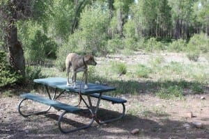 Grand Teton Gros Ventre Campground