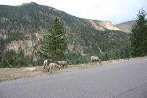 Guanella Pass Deer