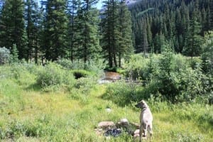 Guanella Pass Dispersed Campsite