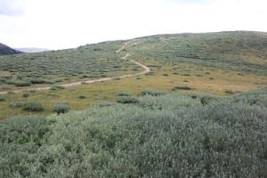 Guanella Pass Trail