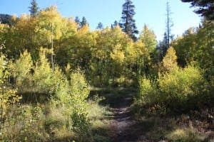 Cottonwood Pass Autumn Aspens