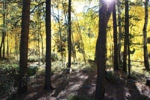 Cottonwood Pass Autumn Aspens