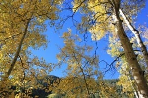 Cottonwood Pass Aspens