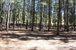 Cottonwood Pass Dispersed Camping
