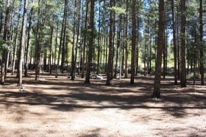 Cottonwood Pass Dispersed Camping