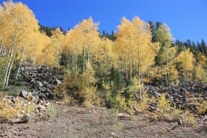 Cottonwood Pass Fall Aspens