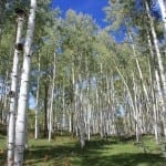 Kebler Pass Aspens