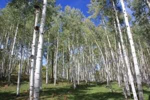 Kebler Pass Aspens