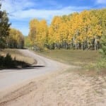 Kebler Pass Golden Aspens
