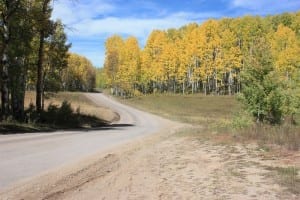 Kebler Pass Golden Aspens