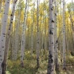 Kebler Pass Aspen Grove