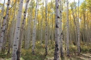 Kebler Pass Aspen Grove