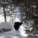 Loveland Pass Backcountry Tree Skiing