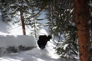 Loveland Pass Backcountry Tree Skiing