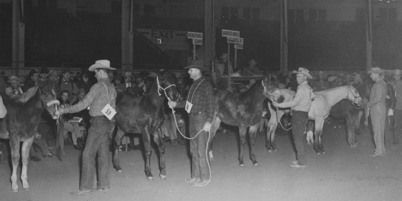 National Western Stock Show Quarter Horses