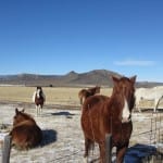 Yampa CO Horses