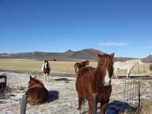 Yampa CO Horses