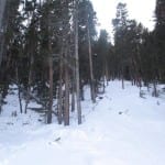 Echo Mountain Park Trees