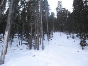 Echo Mountain Park Trees