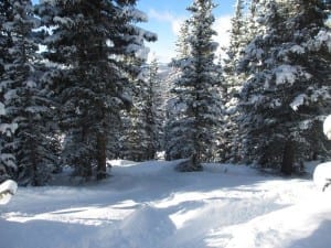 Copper Mountain Ski Resort Tree Skiing